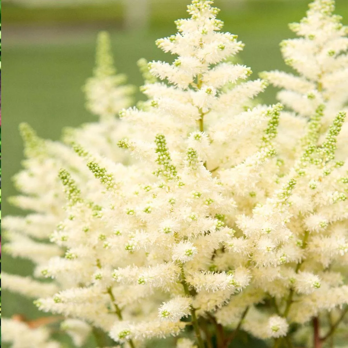 Astilbe’Younique White ’