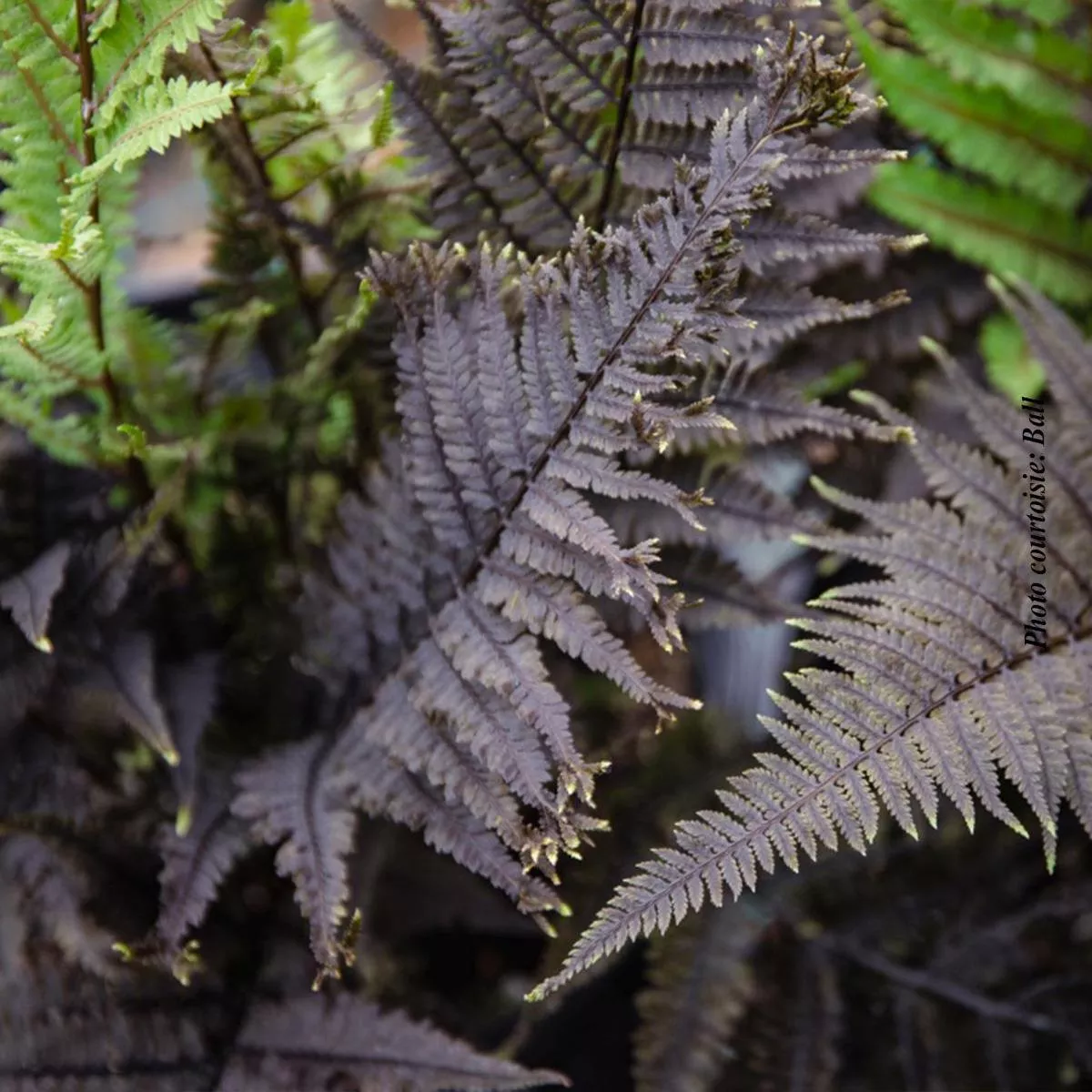 Athyrium’Aubergine Lady ’