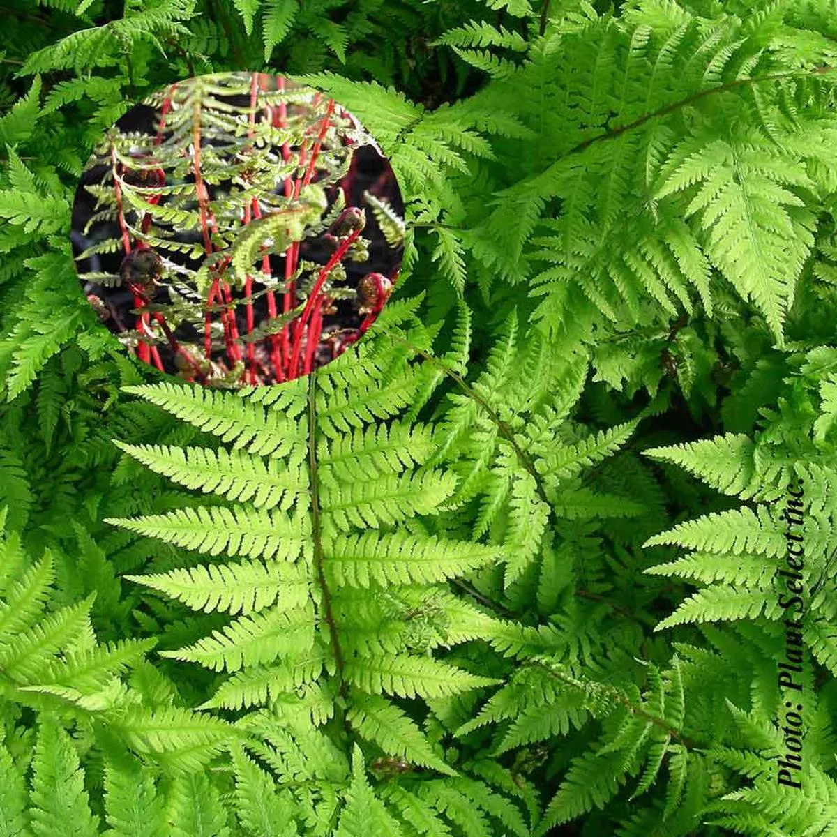 Athyrium’Lady in Red ’