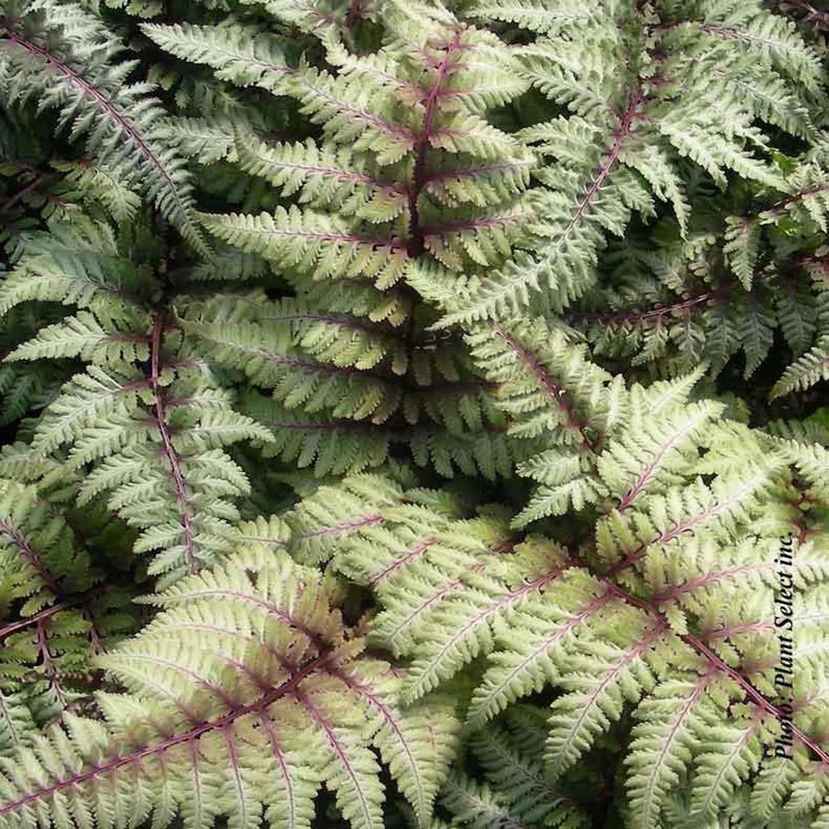 Athyrium niponicum’Pictum ’