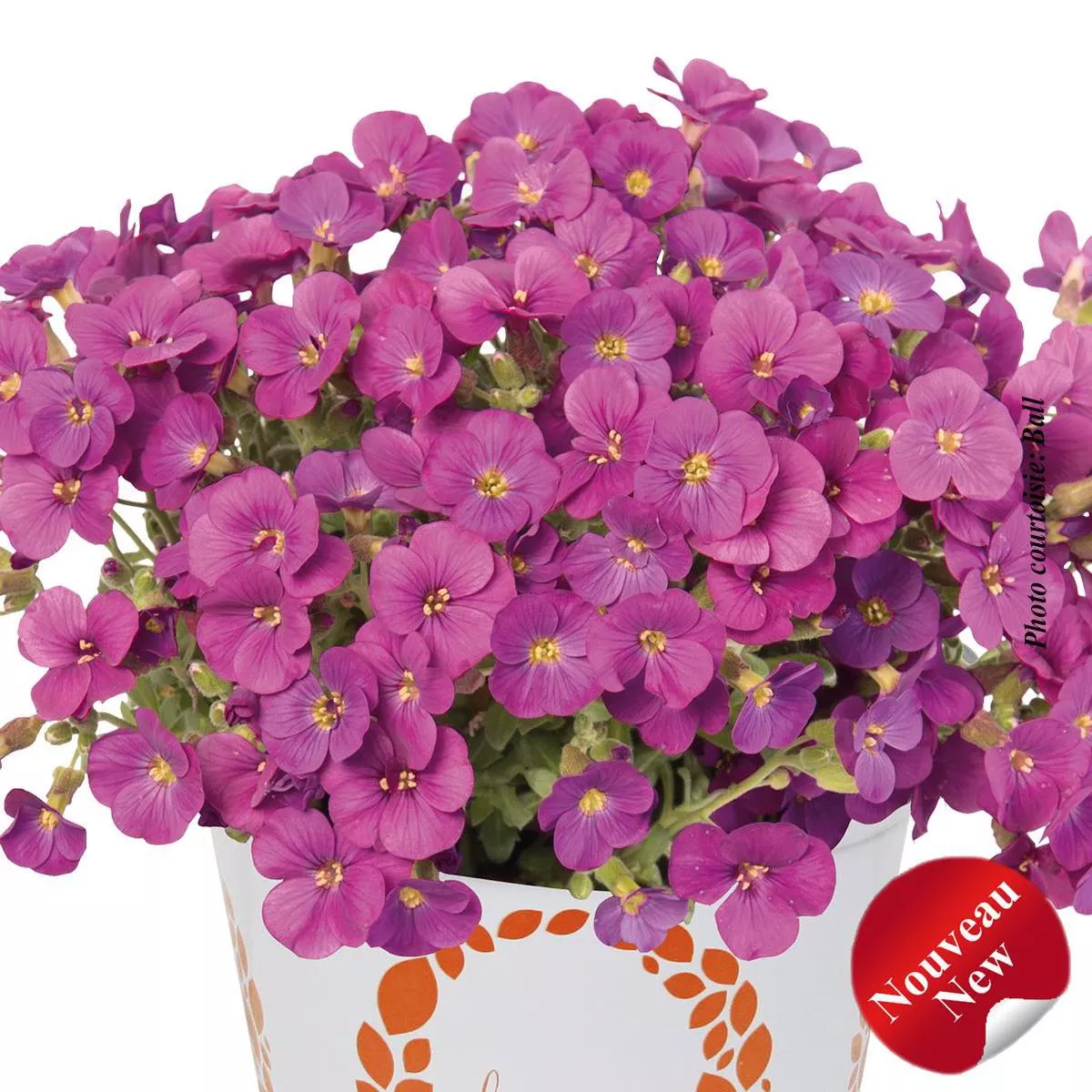 Aubrieta’Rock on Pink ’