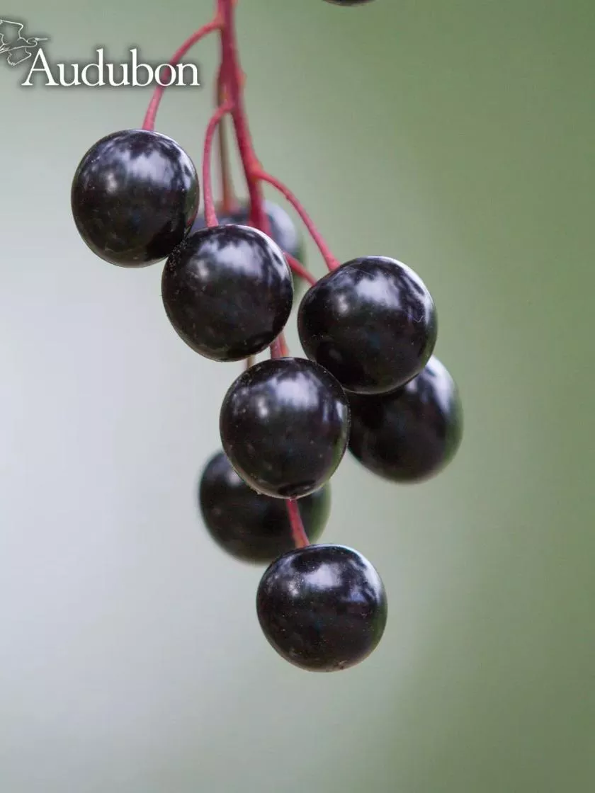 Audubon Common Chokecherry Tree