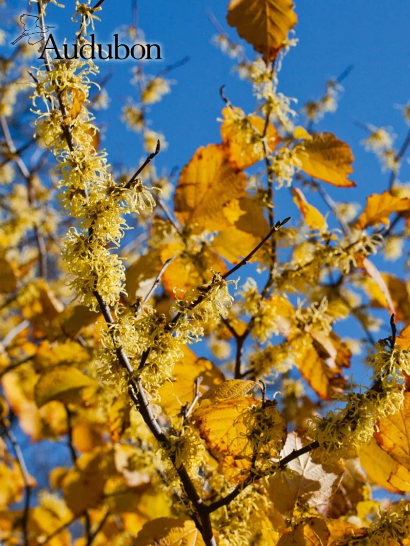 Audubon Common Witchhazel Potted