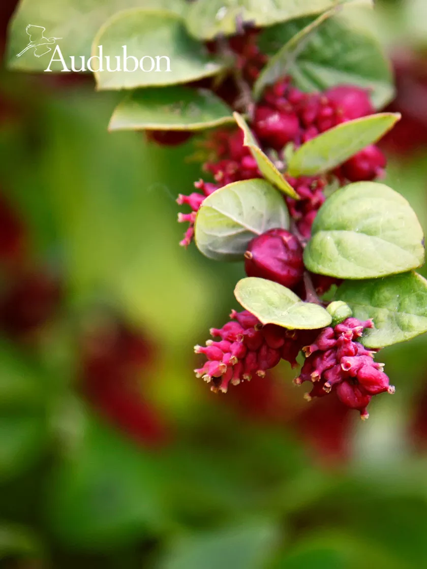 Audubon Coralberry Potted