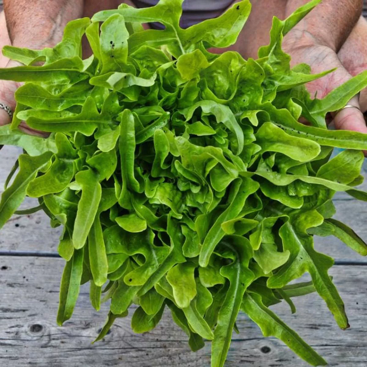 Baby Oakleaf Lettuce (45-50 Days)