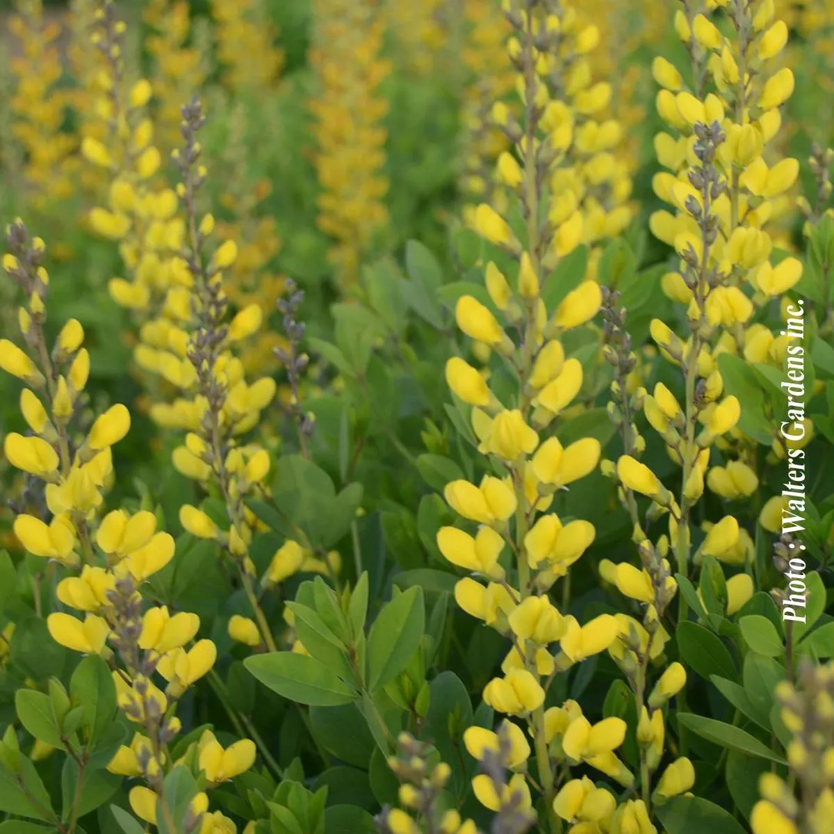 Baptisia’American Goldfinch ’