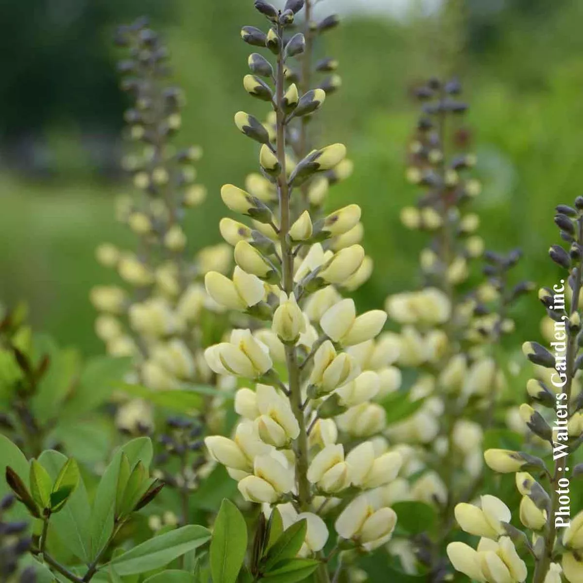 Baptisia Decadence’Vanilla Cream ’