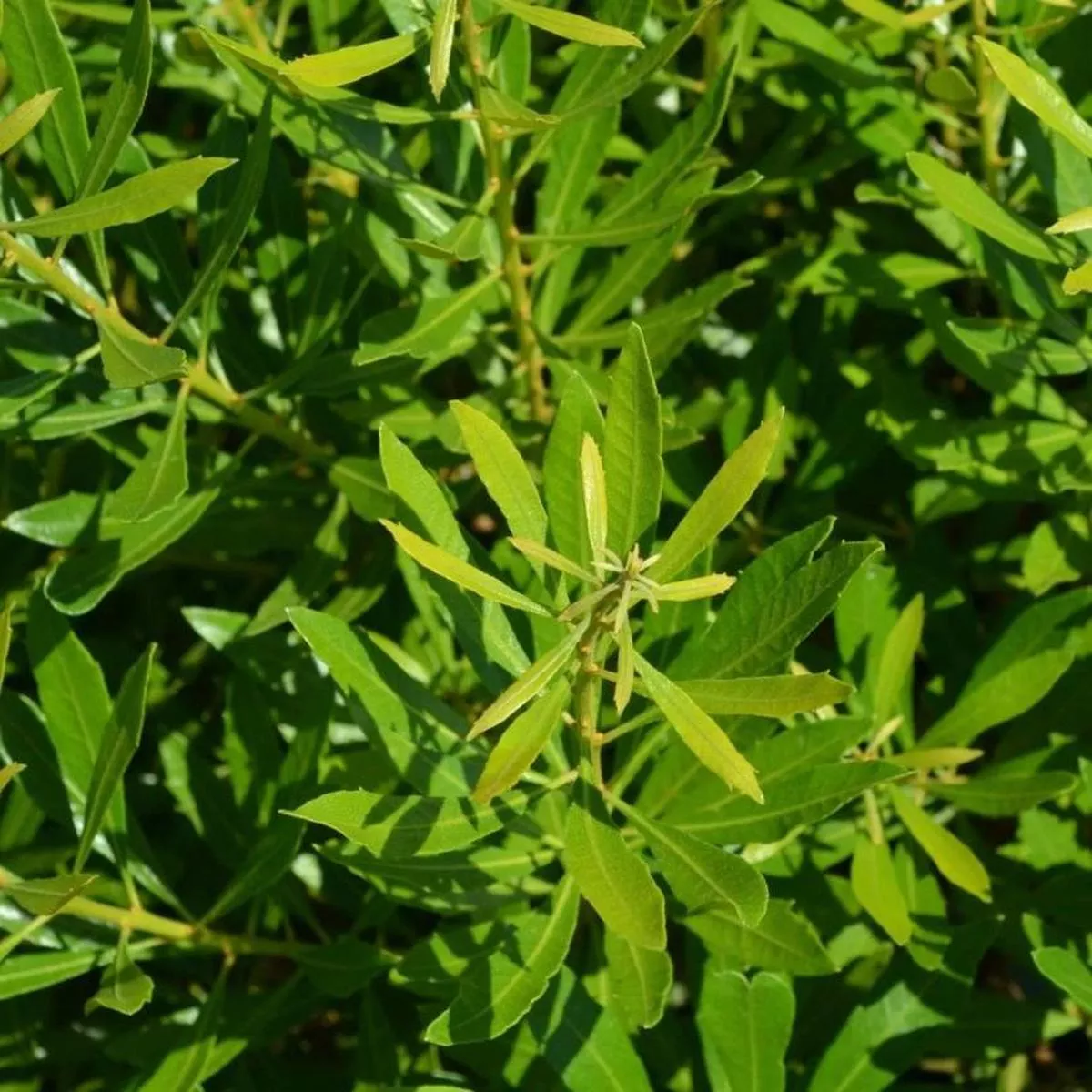 Bayside Bonito Southern Wax Myrtle (Myrica)