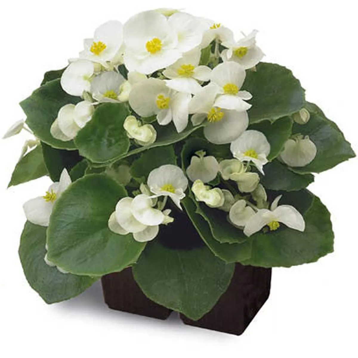 Begonia Ambassador White F1 Seed