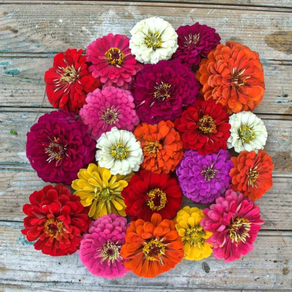 Benary ’s Giant Mix Zinnia