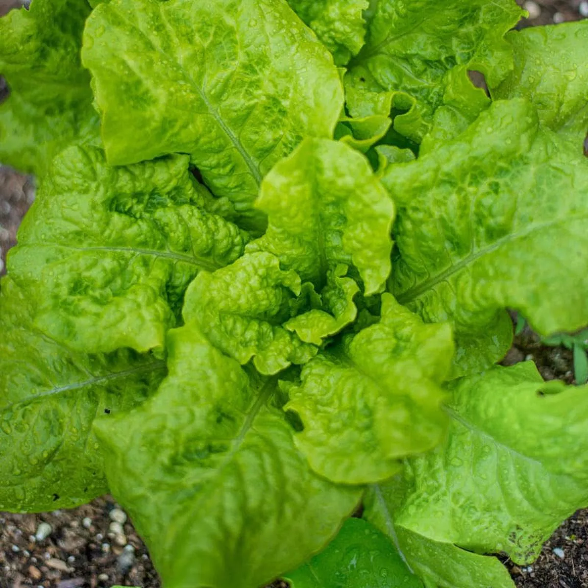 Black Seeded Simpson Lettuce (Heirloom, 46 Days)