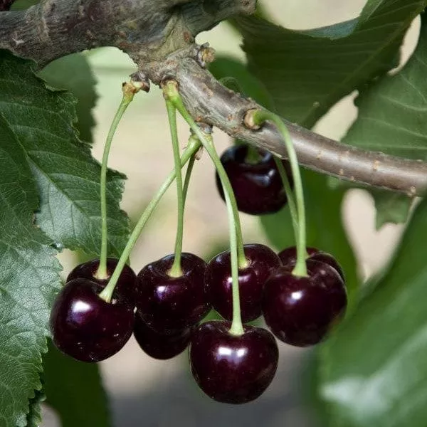 Black Tartarian Cherry – Standard (4′-5′)