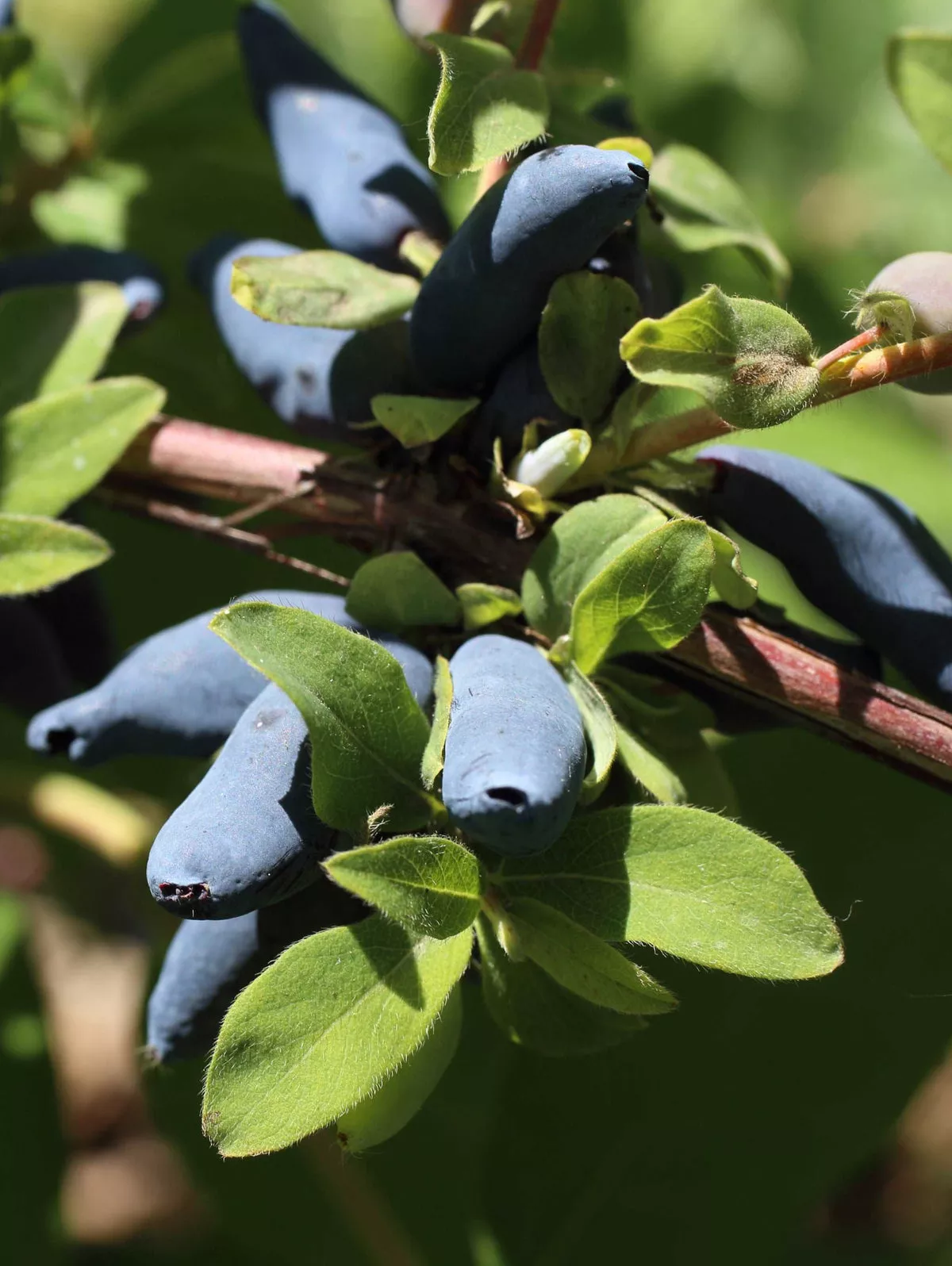 Blue Hokkaido™ Honeyberry – 1-2′ Bareroot Plant