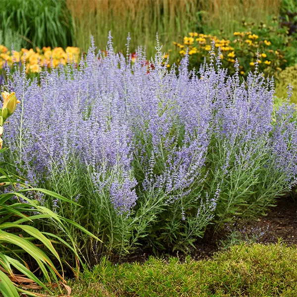 Blue Jean Baby Russian Sage – #1 Container
