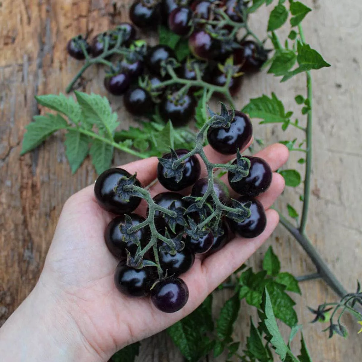 Blueberries Tomato (Organic 85 Days)