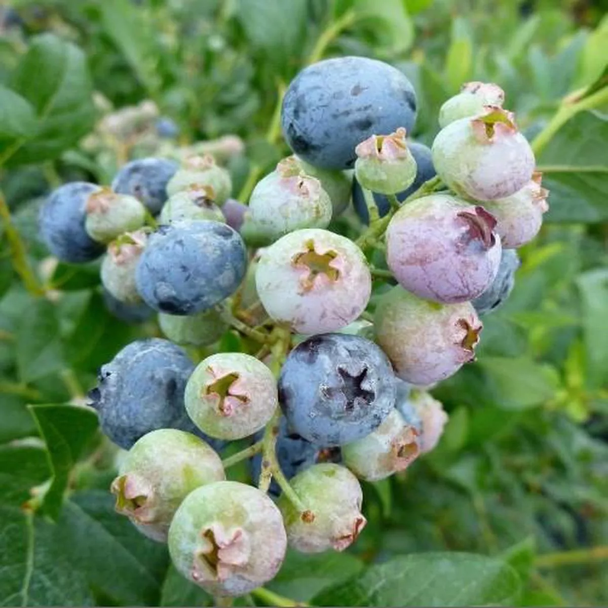 Blueberry Bluecrop – Organic