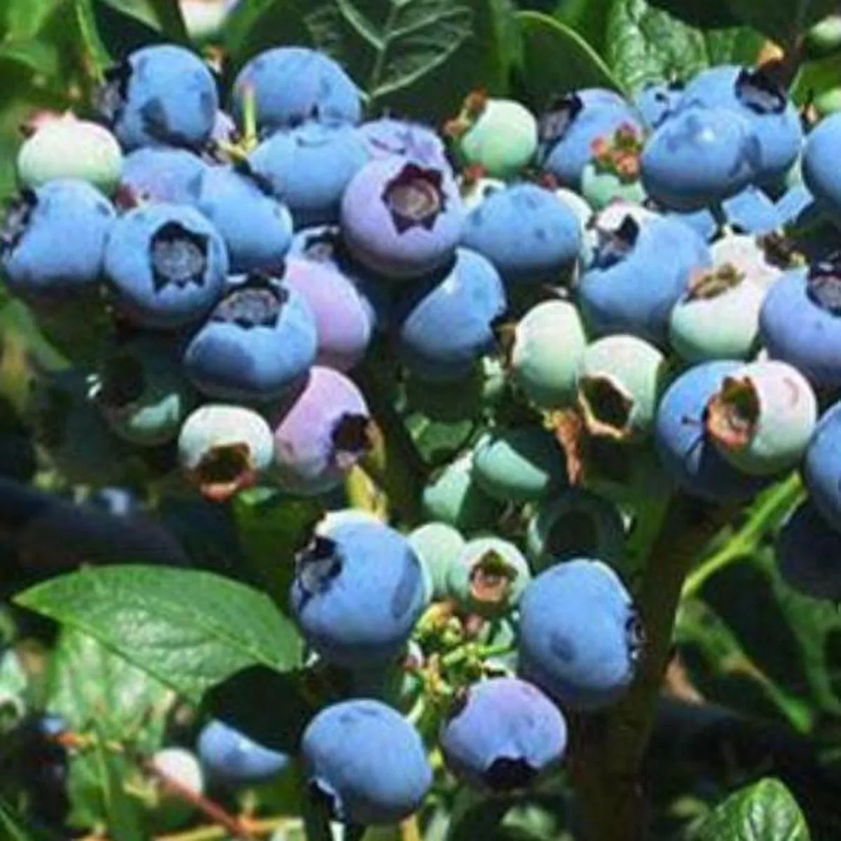 Blueberry’Elliott ’ – Organic