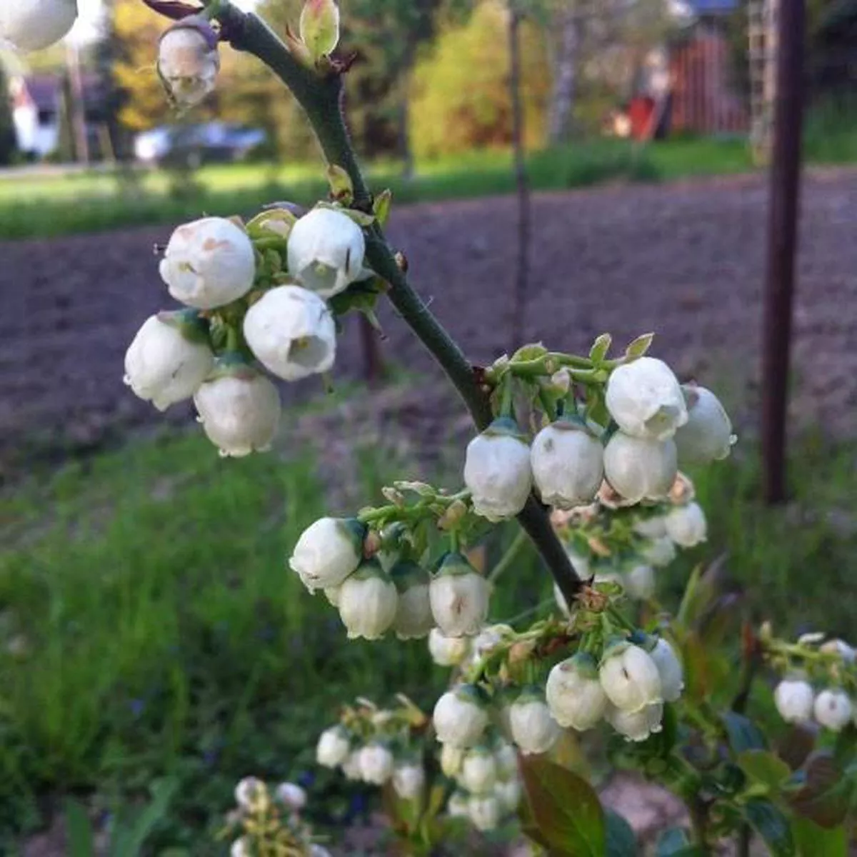 Blueberry Northblue – Organic