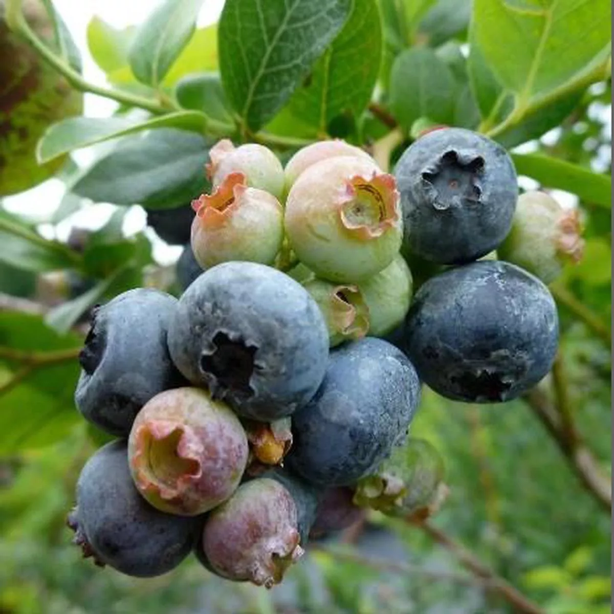 Blueberry’Northland ’ – Organic