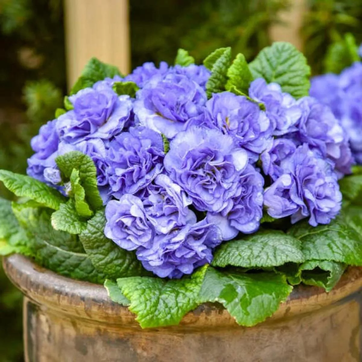 Bouquet Perfect Watercolour Blue Primrose (Primula)