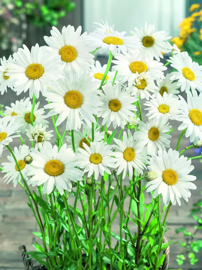 Bower & Branch Becky Shasta Daisy