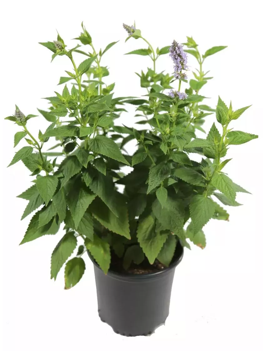 Bower & Branch Blue Fortune Hyssop