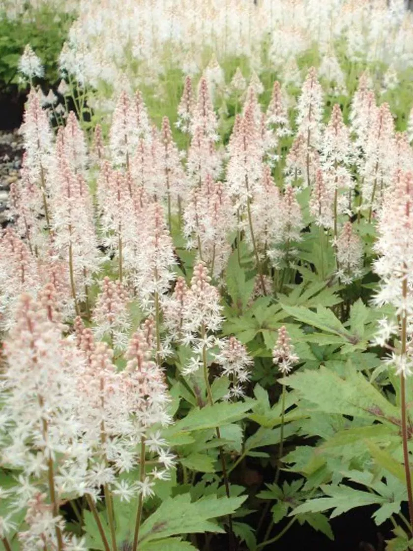 Bower & Branch Pink Skyrocket Foamflower