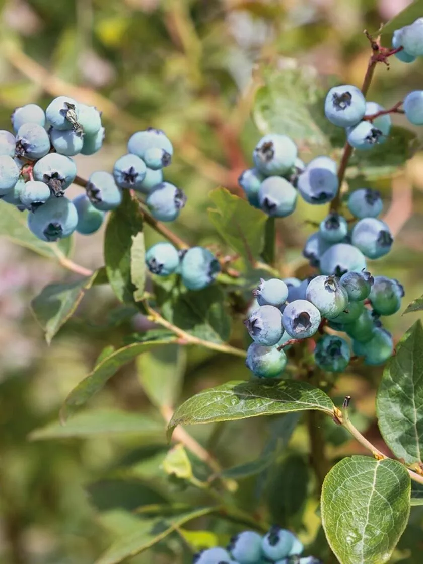 Bower & Branch Sharpblue Southern Highbush Blueberry Potted
