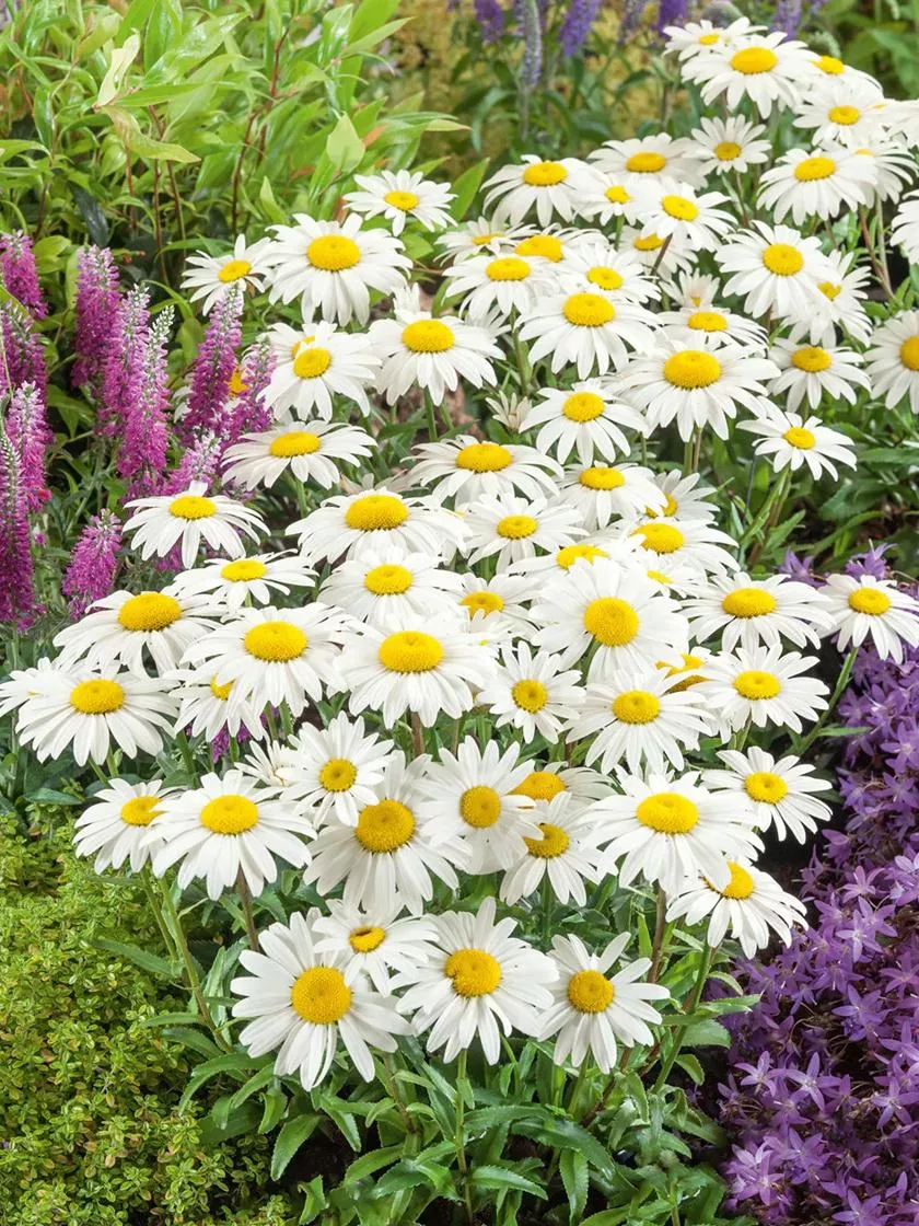 Bower & Branch Snowcap Shasta Daisy