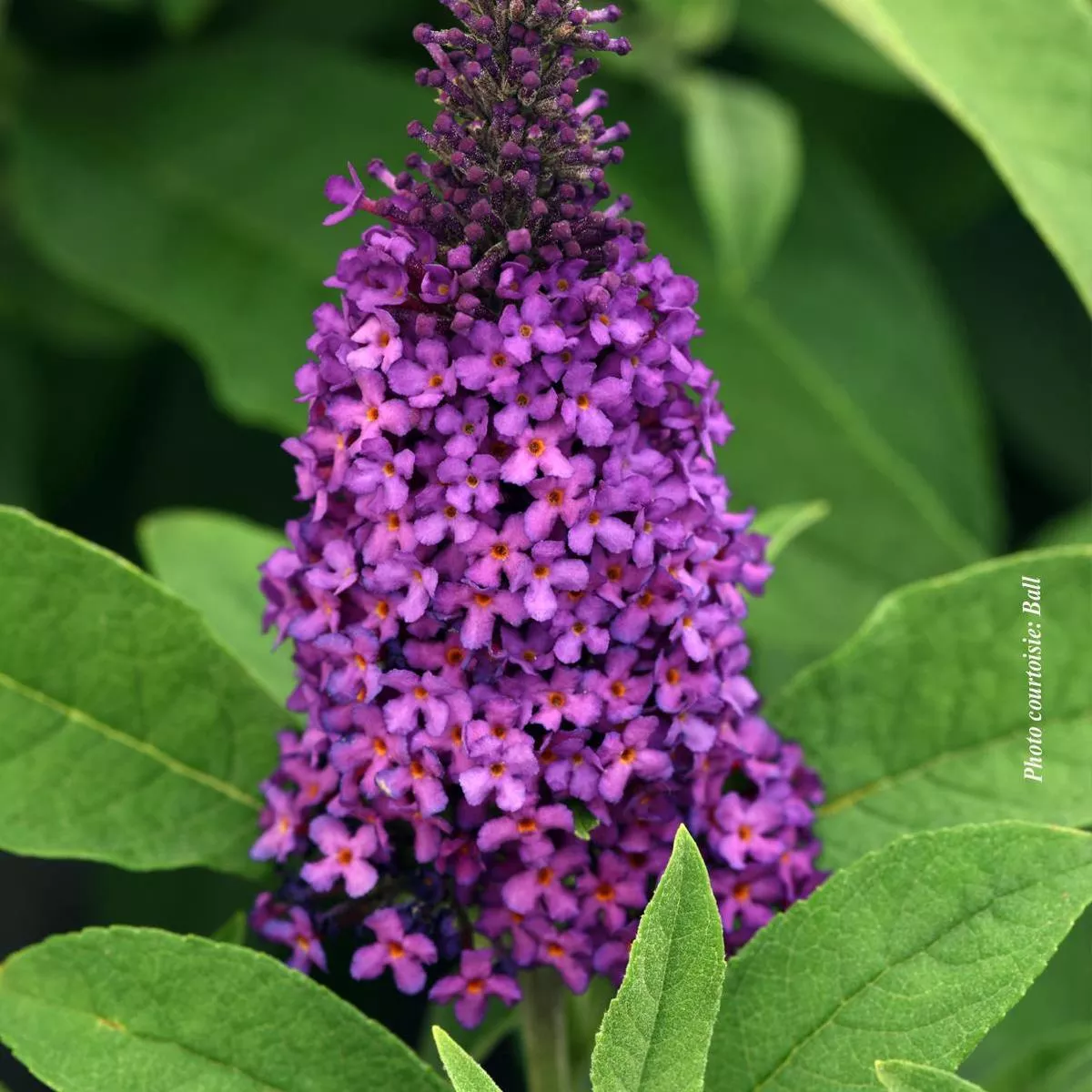Buddleia’Chrysalis Purple ’