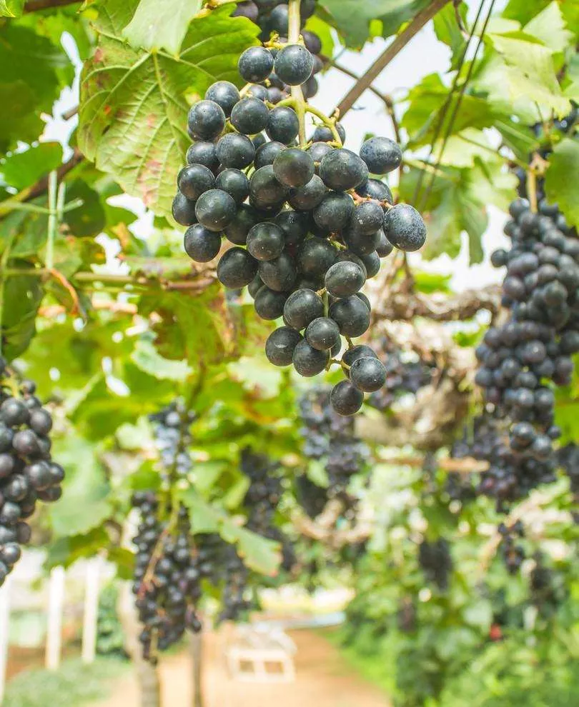Buffalo Grape – 2YR Bareroot