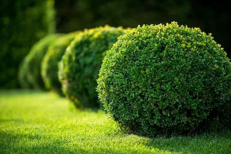 Buxus ‘Green Velvet’ (Boxwood) – 1 Gallon Potted Shrub