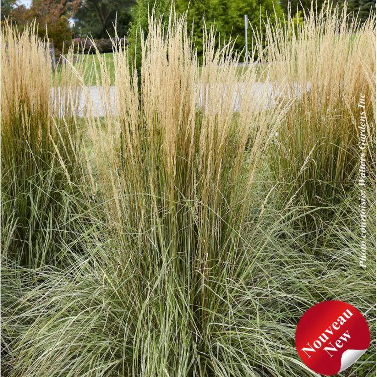 Calamagrostis’Hello Spring ’