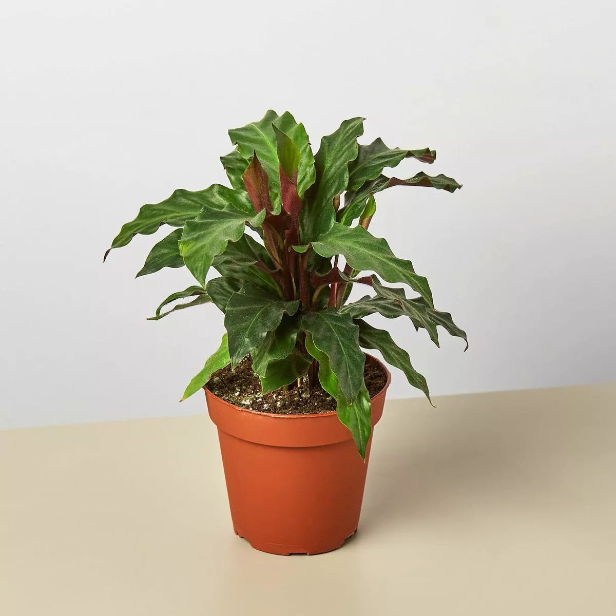 Calathea Rufibarba’Furry Feather ’