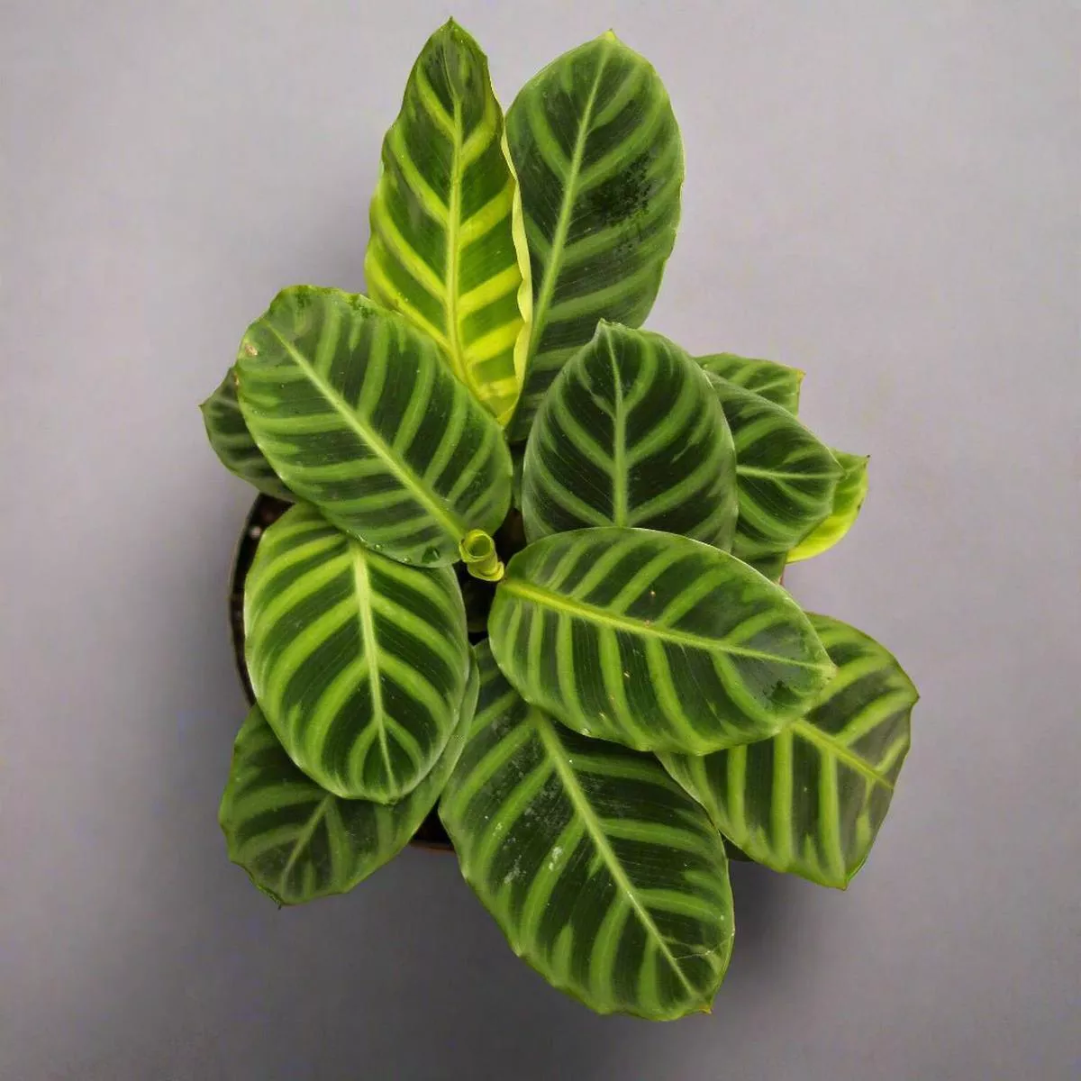 Calathea Zebrina’Zebra Plant ’