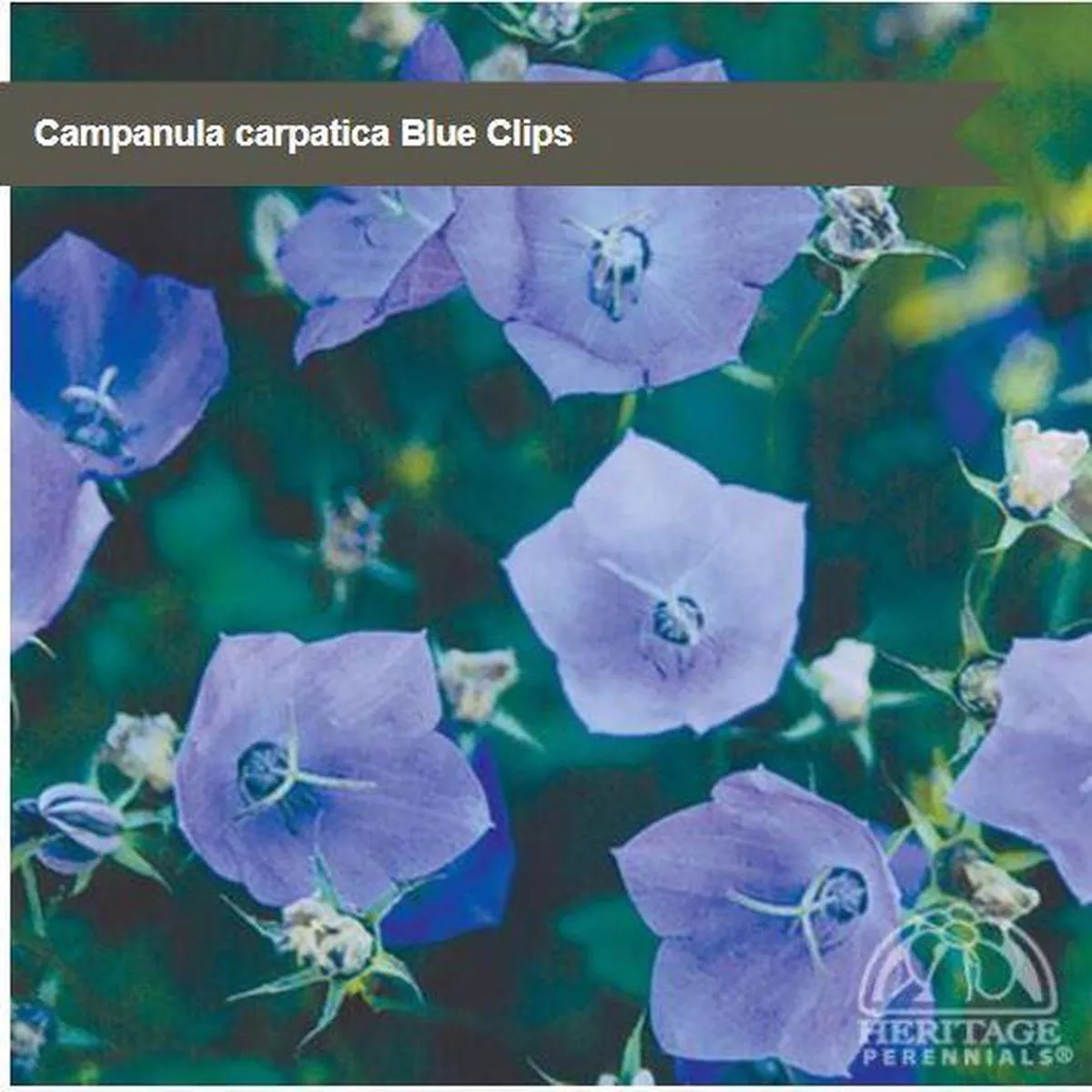 Campanula’Blue Clips ’