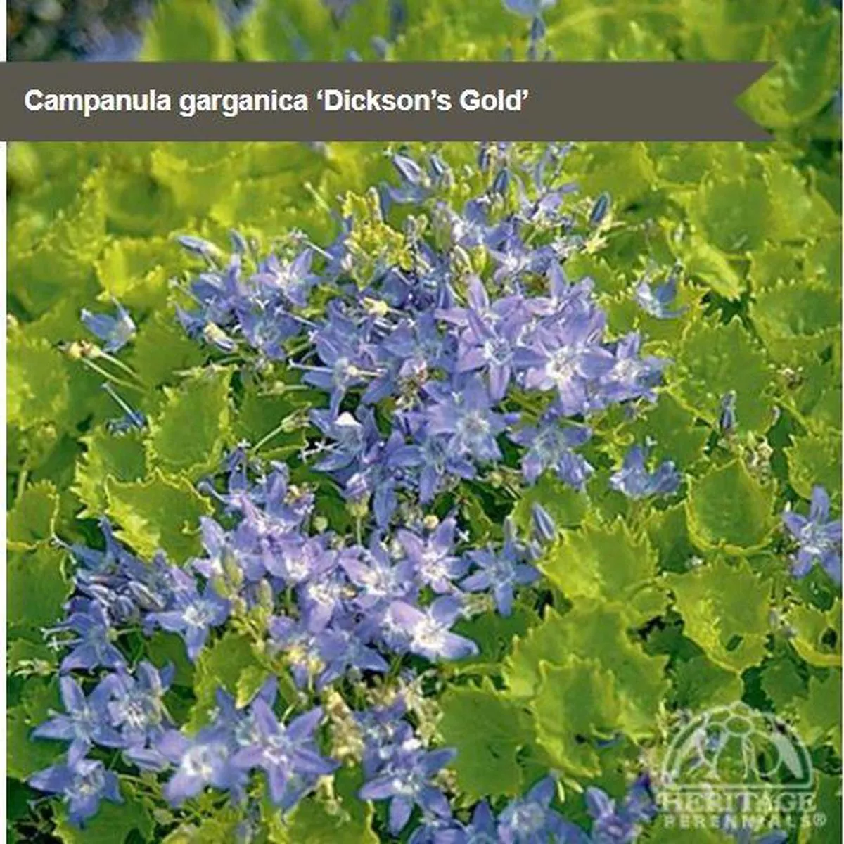 Campanula’Dickson ’s Gold ’