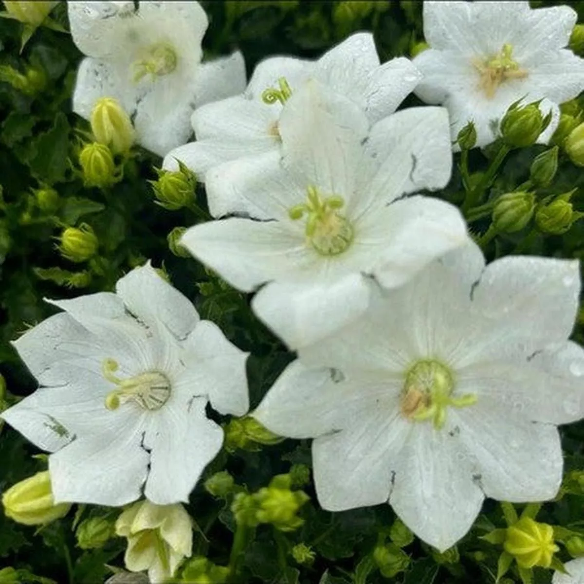 Campanula’Pearl White ’