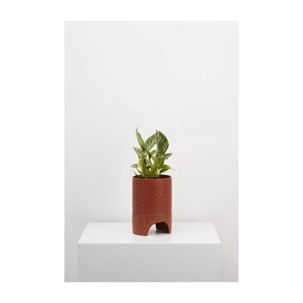Capra Designs Archie Pot – Terracotta Terrazzo