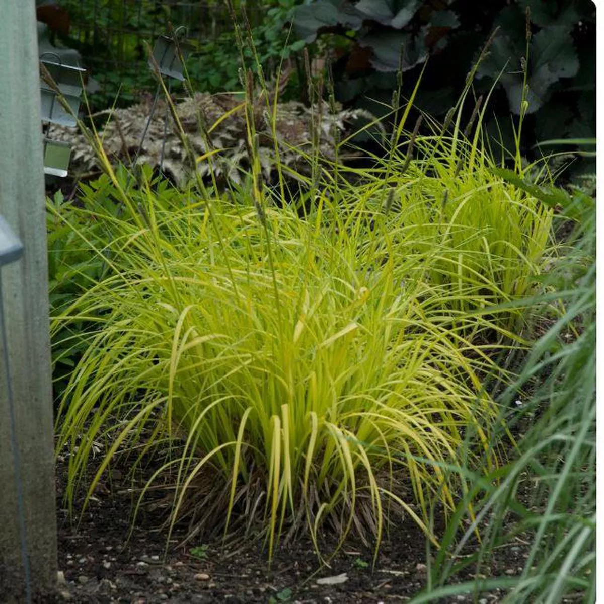 Carex’Bowles Golden ’