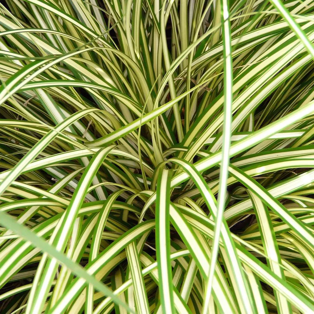 Carex’Evergold ’