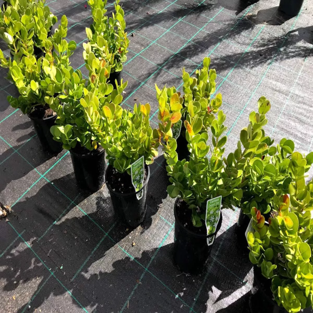 Carissa macrocarpa’Desert Star ’ (Natal Plum)