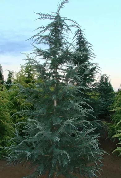 Cedrus deodara Karl Fuchs #6