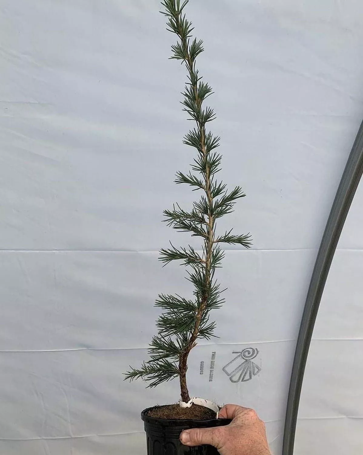Cedrus deodara ‘Miles High’ Weeping Deodara Cedar – 1 gallon High Graft (LTD)