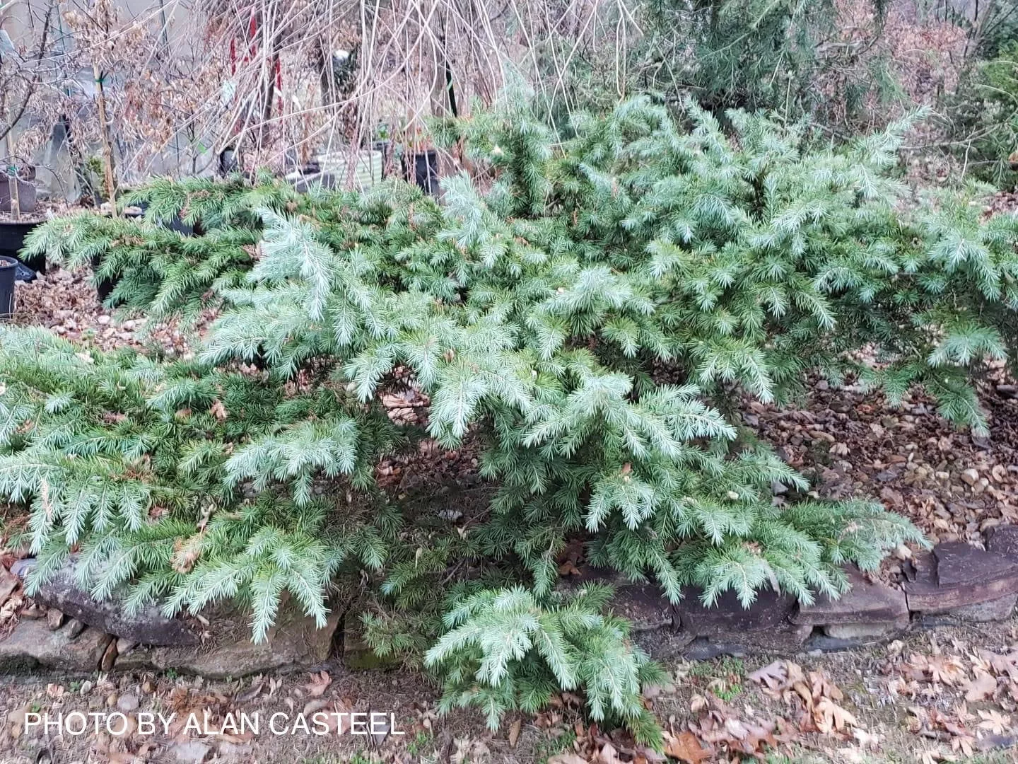 Cedrus deodara ‘Prostrate Beauty’ Small Himalayan Cedar – 1 gallon