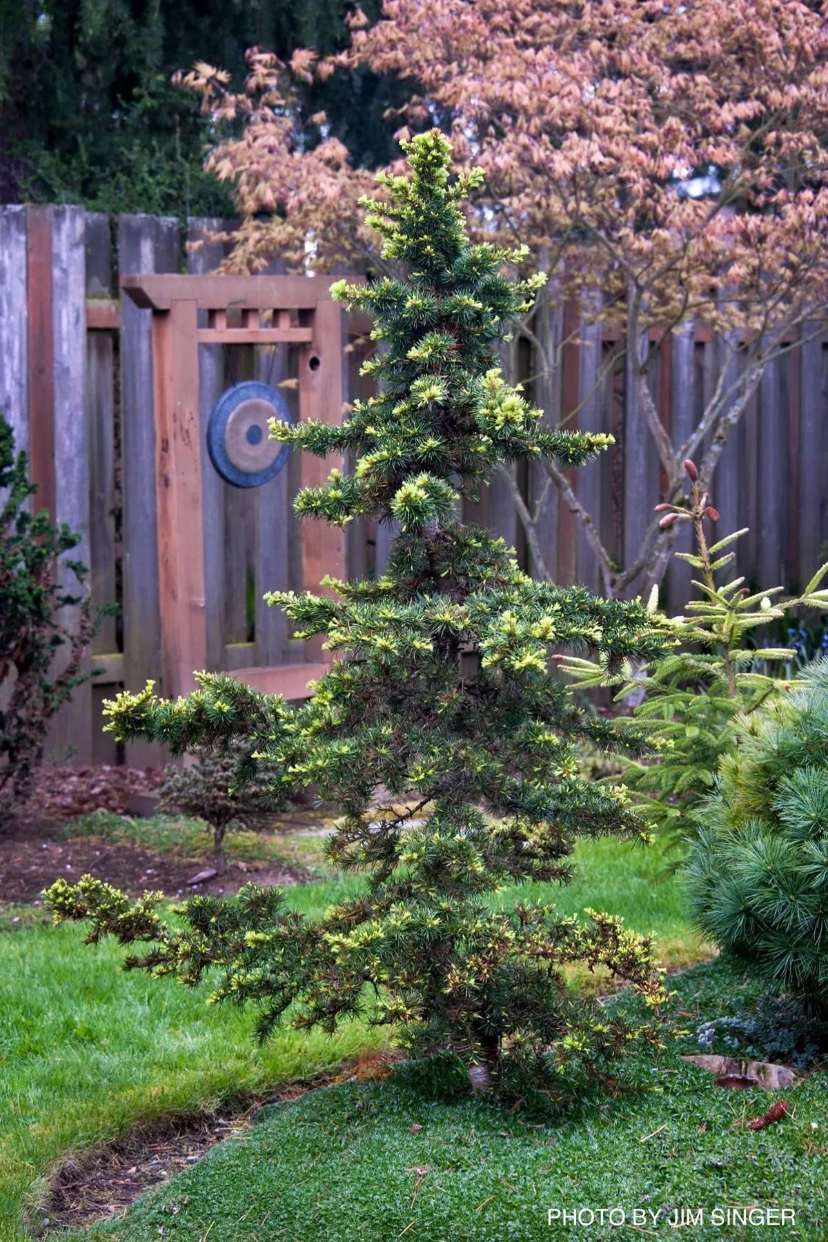 Cedrus libani ‘Green Prince’ Dwarf Lebanon Cedar – Small 1 gallon
