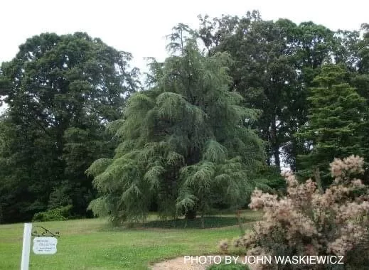 Cedrus libani ssp. stenocoma Large Lebanon Cedar – 1 gallon