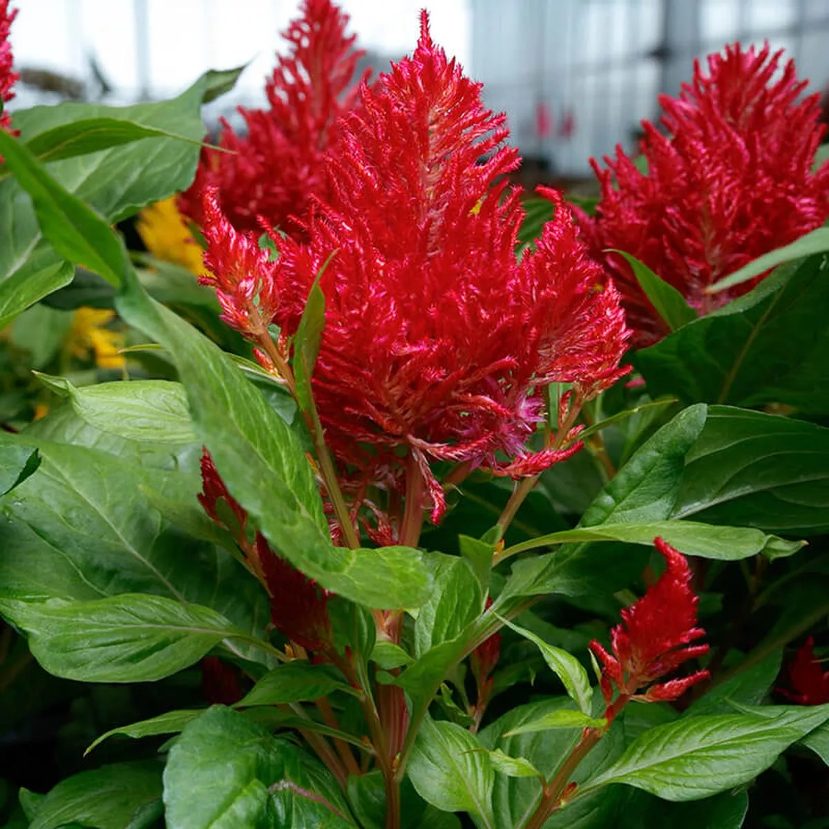 Celosia Flamma Bright RedSeed