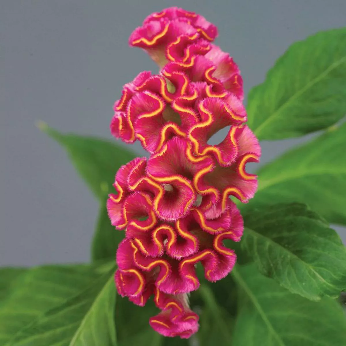 Celosia Neo Rose Seed