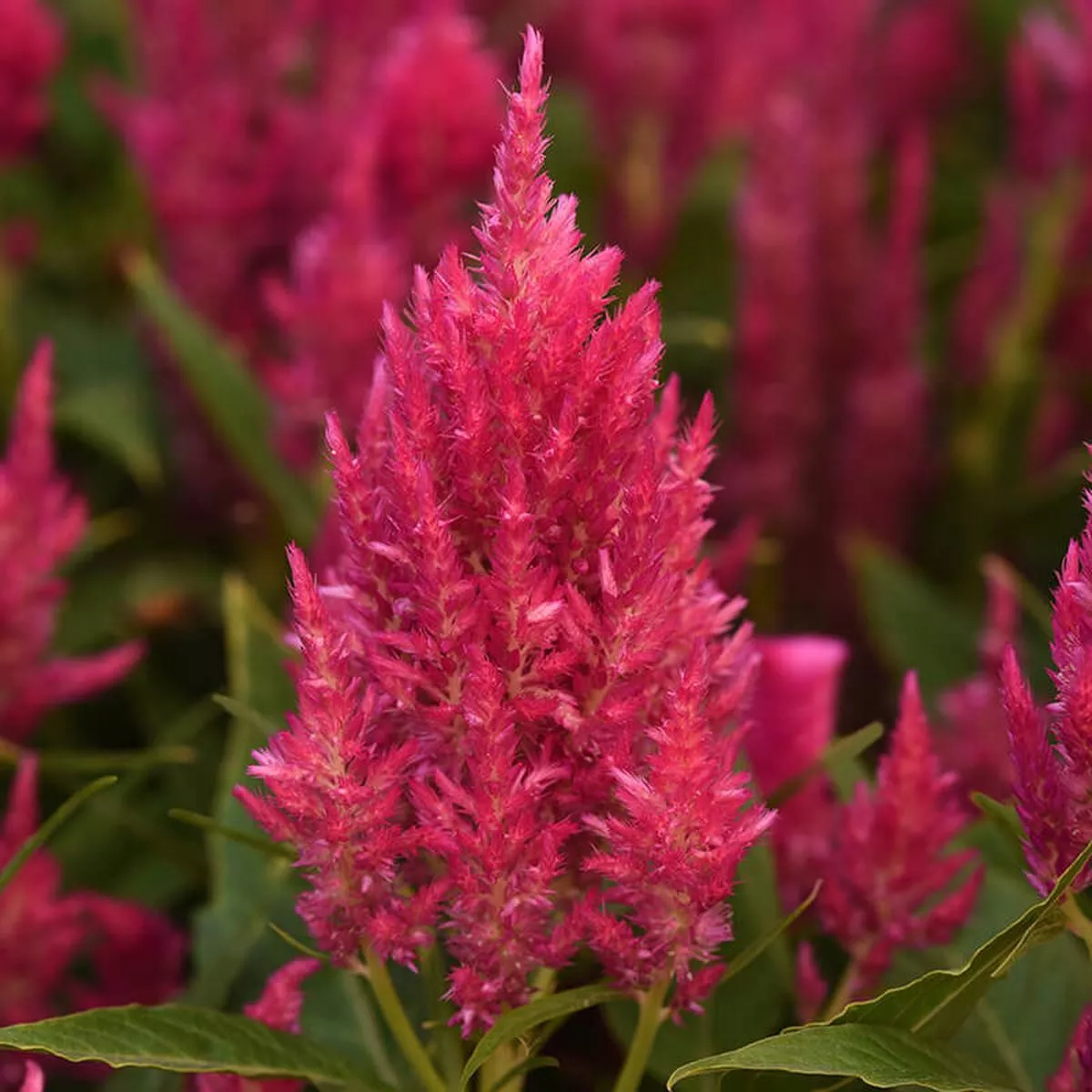 Celosia Sunday Bright Pink Seed